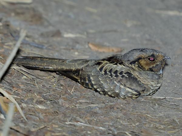 Pauraque (Nyctidromus albicollis)